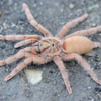 Neoholothele incei “Gold” - Female