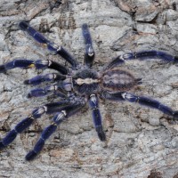 Poecilotheria metallica - Mature Male