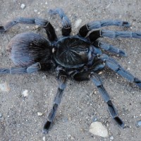 Pamphobeteus sp. “Machala” - Female