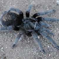 Grammostola quirogai - Female “hobby pulchra”