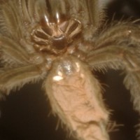 Theraphosa blondi