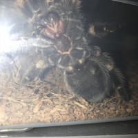 Brachypelma smithi M or f?