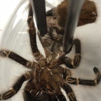 G. pulchripes