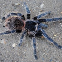 Lasiodora difficilis - Immature Male