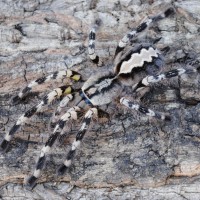 Poecilotheria fasciata - Female