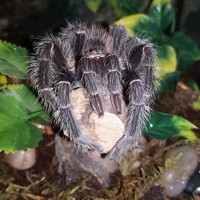 Floor is lava tarantula version