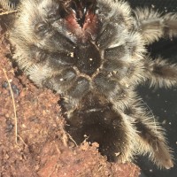 Brachypelma albopilosum