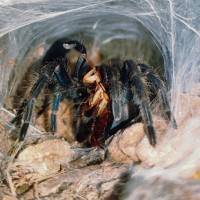 Tunnel web of a GBB