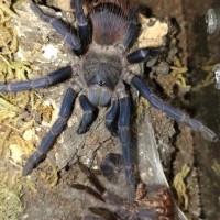 Pterinopelma sazimai