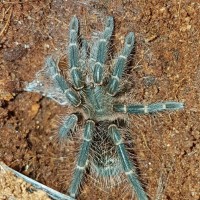 Grammostola pulchripes sling