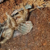 G. pulchripes molting