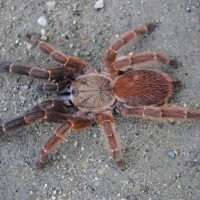 Orphnaecus sp. 'Blue Panay” - Female