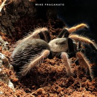 Brachypelma baumgarteni