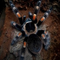 Brachypelma hamorii