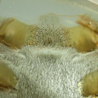 3" Male Acanthoscurria geniculata [molt sexing]