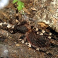 Molting (♂ Acanthoscurria geniculata 3")