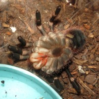 Molting (♂ Acanthoscurria geniculata 3")
