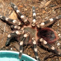 Post-molt (♂ Acanthoscurria geniculata 3.5")