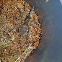 Pre-molt?