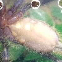 Poecilotheria metallica [ventral sexing]