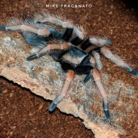 Brachypelma baumgarteni