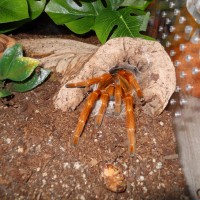 p.murinus