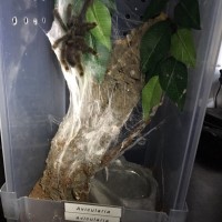 avicularia avicularia enclosure