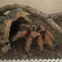 1.0 B. boehmei