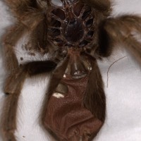 Aphenopelma Chalcodes sexing