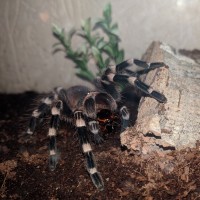 Stip - A. Geniculata