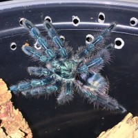 0.0.1 C. versicolor