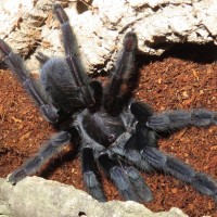 Lampropelma nigerrimum, AF