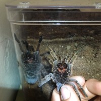 Aphonopelma chalcodes