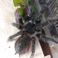 Store Donation (Lasiodora parahybana)