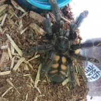 Store Donation (Psalmopoeus irminia)