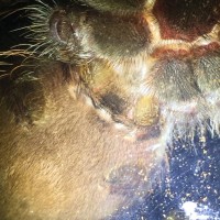 Brachypelma vagans help