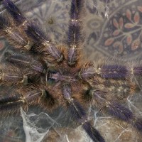 Poecilotheria miranda