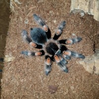 Brachypelma hamorii