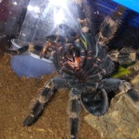 Brachypelma hamorii [ventral sexing]