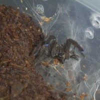 Ceratogyrus Marshalli sling enjoying a cricket