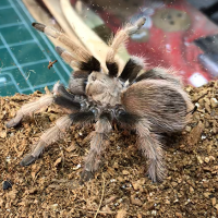 Aphonopelma Chalcodes F