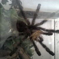 Avicularia Feeding