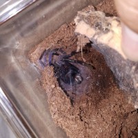 P.Sazimai MOLTING!!!