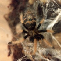 Cromatopelma Cyaneopubescens