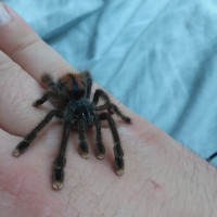 Unknown tarantula