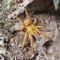 Pterinochilus Murinus RCF