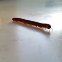 Scarlet millipede female