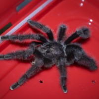 Avicularia sp. Colombia Mature Male