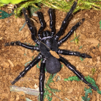 Tarantula, Trapdoor Spider, or ???