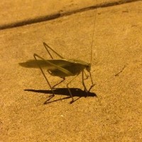 Katydid